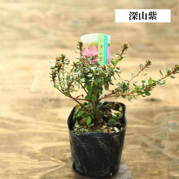 苗：深山霧島ツツジ* 品種お選びください みやまきりしまつつじ ミヤマ