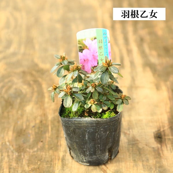 苗：深山霧島ツツジ* 品種お選びください みやまきりしまつつじ ミヤマ