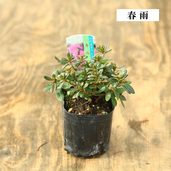 苗：深山霧島ツツジ* 品種お選びください みやまきりしまつつじ ミヤマ