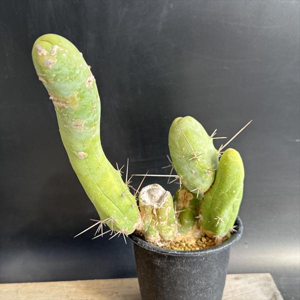 成程柱　珍宝閣　トリコケレウス サボテン：トリコケレウス 珍宝閣 なるほど柱*幅14cm 現品！一品限り