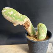 ���ܥƥ󡧥ȥꥳ���쥦���������ա��ʤ�ۤ���*��14��������ʡ����ʸ¤ꡡ��������