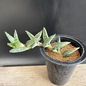 ¿����ʪ�������� ����˥���*��16��������ʡ����ʸ¤�