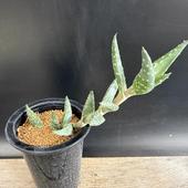 ¿����ʪ�������� ����˥���*��20��������ʡ����ʸ¤�