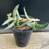 ¿����ʪ�������� ����˥���*��11��������ʡ����ʸ¤�