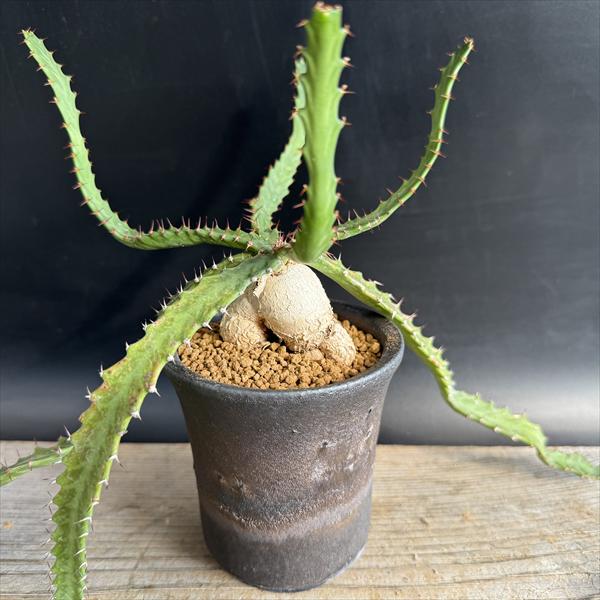 ���ò���¿����ʪ���桼�ե���ӥ� ���ƥ顼�� ��ε ���� ���ھ�ȭ*����46��������ʡ����ʸ¤�