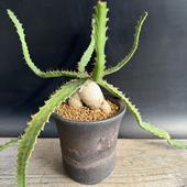 ���ò���¿����ʪ���桼�ե���ӥ� ���ƥ顼�� ��ε ���� ���ھ�ȭ*����46��������ʡ����ʸ¤�