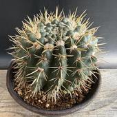 ���ܥƥ󡧥Υȥ�����������Ҳ��ݡ����������ھ�ȭ*��11cm�����ʡ����ʸ¤�