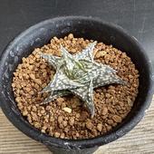 ¿����ʪ����������ǻ�����ǥ��������󥰥���*��4���