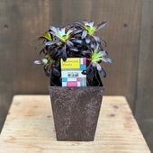 ������� ���տ�ʪ���������˥��� �����ۥ��� �����ݥå�*��ˡ�� �����ۤ���