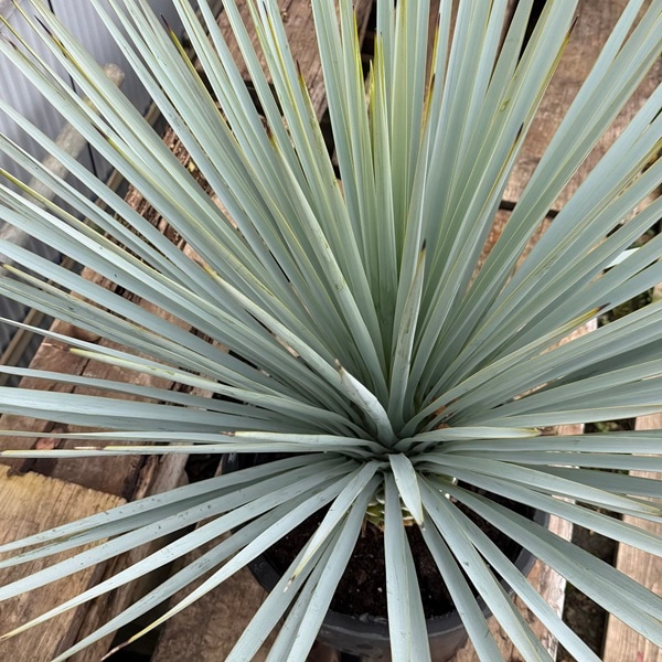観葉植物：ユッカ リギダ*現品をお届け 大型佐川便 | 観葉植物