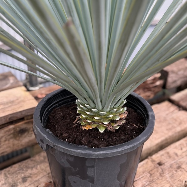 観葉植物：ユッカ リギダ*現品をお届け 大型佐川便 | 観葉植物