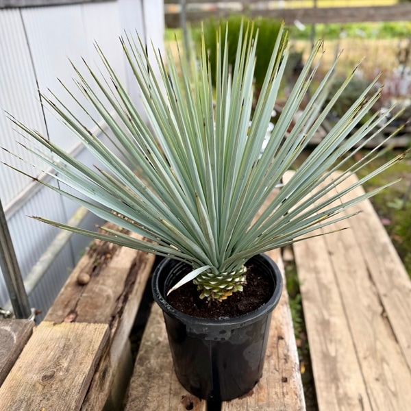 観葉植物：ユッカ リギダ*現品をお届け 大型佐川便 | 観葉植物