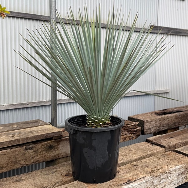 ユッカ リギダ 5号(1鉢) | チャーム ユッカ・リギダ