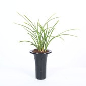 ��ŵ��ݿ�ʪ�����ܽ����ֲ�����(��������)*�ˤۤ󤷤����