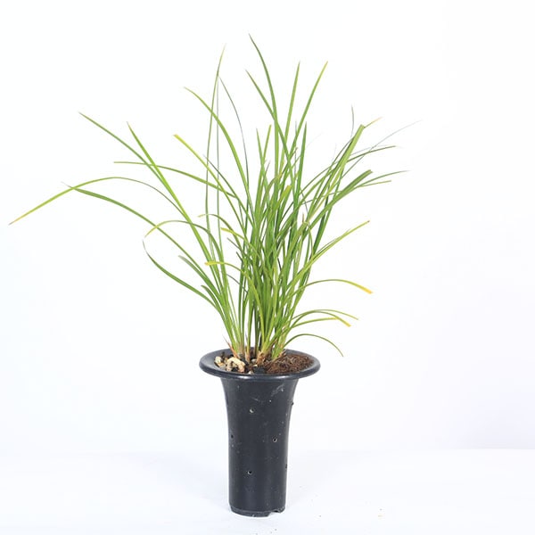 �ġ������� �ֱ������ǡ�(����ʤ󤻤ä�)*���夦�����������