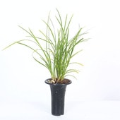 �ġ������� �ֱ������ǡ�(����ʤ󤻤ä�)*���夦�����������