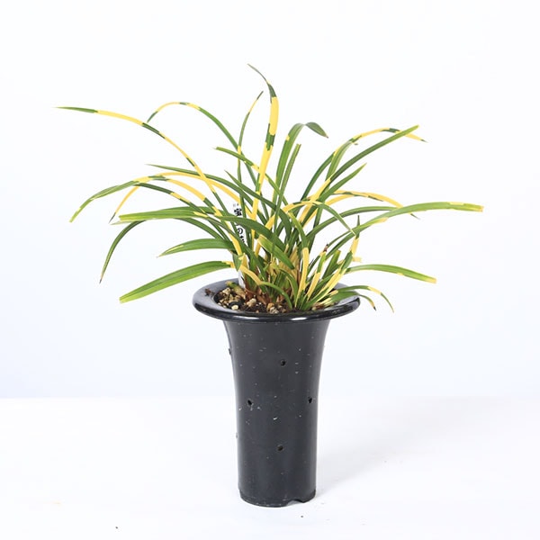 古典園芸植物：日本春蘭「宝生の花」(ほうしょうのはな)*にほんしゅん