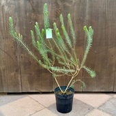 ���� ���տ�ʪ���������ॹ �����ƥ������졼*6�� ��󥵥��ɥܥȥ�֥饷