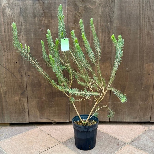 花苗 観葉植物：カロタムス ダスティーグレー*6号 ワンサイドボトル