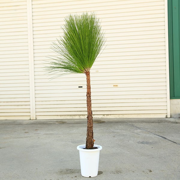 �������ڡ����ڡ��粦���ʤ����������礦�ˡ����������120���*���������ޤġ���ޥ���ȯ��