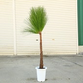 �������ڡ����ڡ��粦���ʤ����������礦�ˡ����������120���*���������ޤġ���ޥ���ȯ��