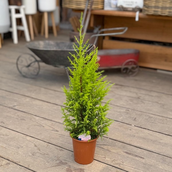 観葉植物　ゴールドクレスト（コニファー） PLANCHU 観葉植物 コニファー ゴールドクレスト ウィルマ 4号鉢 受け皿