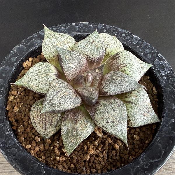 ¿����ʪ���ϥ������ �����ϥ⥶�����ԥ���*��8.5��������ʡ����ʸ¤�