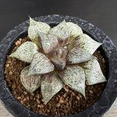 ¿����ʪ���ϥ������ �����ϥ⥶�����ԥ���*��8.5��������ʡ����ʸ¤�