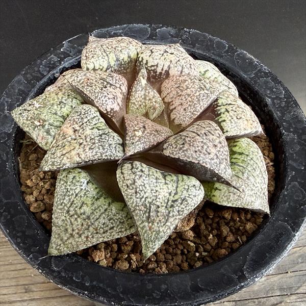 ¿����ʪ���ϥ������ �����ϥ⥶�����ԥ���*��9.5��������ʡ����ʸ¤�