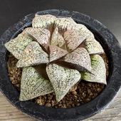 ¿����ʪ���ϥ������ �����ϥ⥶�����ԥ���*��9.5��������ʡ����ʸ¤�