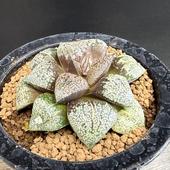 ¿����ʪ���ϥ������ �����ϥ⥶�����ԥ���*��7.5��������ʡ����ʸ¤�