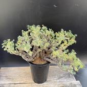 ���ò��������ǥå��������륳�������󡡥����ե����ࡡȯ����*��30��������ʡ����ʸ¤�