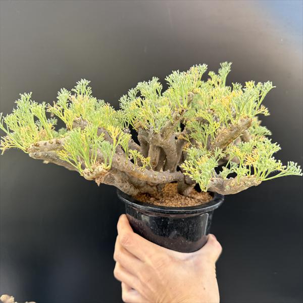 ☆特価☆コーデックス：サルコカウロン ムルチフィズム 発根済*幅