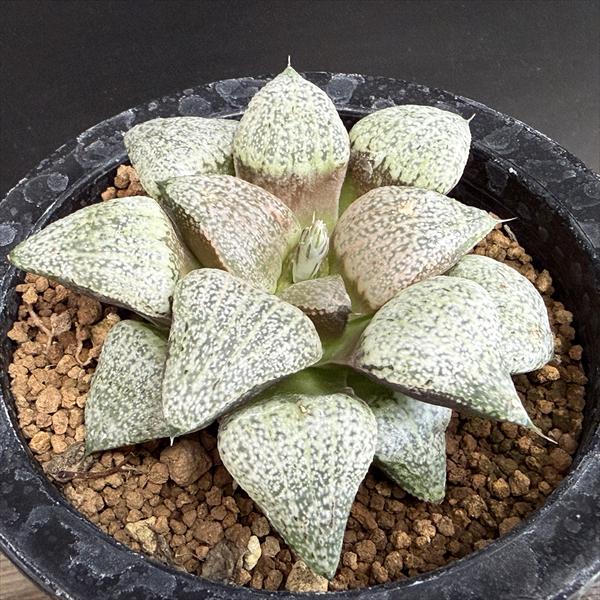 ¿����ʪ���ϥ������ �����ϥ⥶�����ԥ���*��8��������ʡ����ʸ¤�