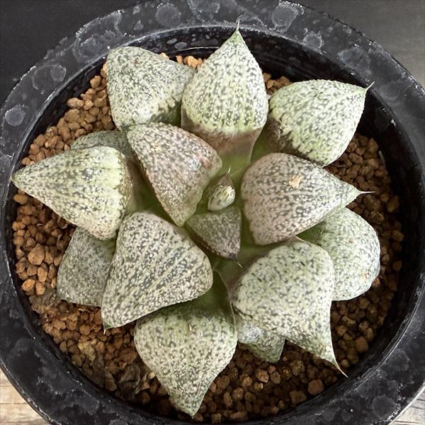 多肉植物：ハオルチア 関西系モザイクピクタ*幅8cm 現品！一品限り