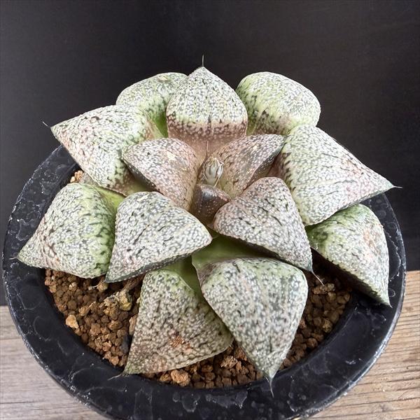 ¿����ʪ���ϥ������ �����ϥ⥶�����ԥ���*��10��������ʡ����ʸ¤�