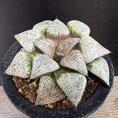 ¿����ʪ���ϥ������ �����ϥ⥶�����ԥ���*��10��������ʡ����ʸ¤�