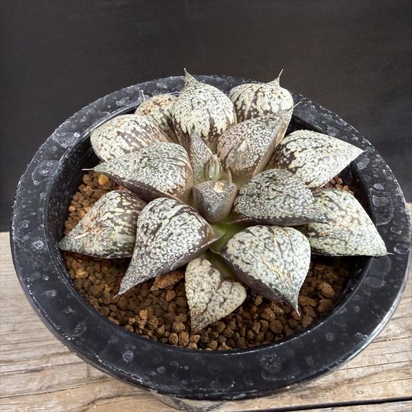 ¿����ʪ���ϥ������ �����ϥ⥶�����ԥ���*��9.5��������ʡ����ʸ¤�