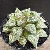 ¿����ʪ���ϥ������ �����ϥ⥶�����ԥ���*��10.5��������ʡ����ʸ¤�