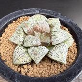 ¿����ʪ���ϥ������ �����⥶�����ԥ���*��7��������ʡ����ʸ¤�