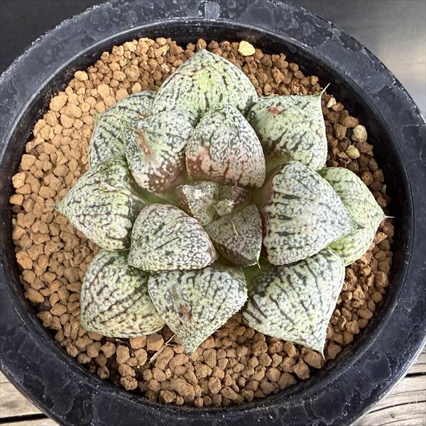 多肉植物：ハオルチア 関西モザイクピクタ*幅7cm 現品！一品限り
