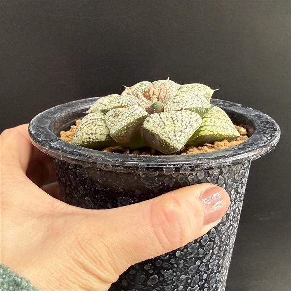 多肉植物：ハオルチア 関西モザイクピクタ*幅7cm 現品！一品限り
