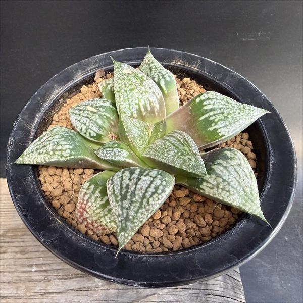 ¿����ʪ���ϥ������ �⥶�����ԥ���*��10��������ʡ����ʸ¤�