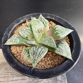 ¿����ʪ���ϥ������ �⥶�����ԥ���*��10��������ʡ����ʸ¤�