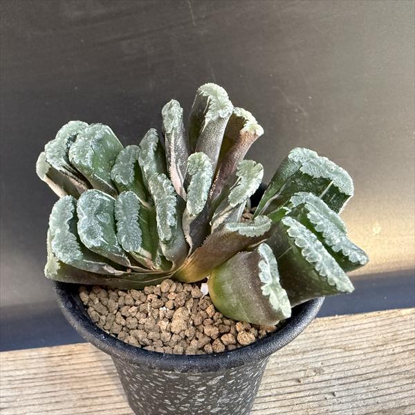 玉扇錦 子沢山 Amazon.co.jp: 多肉植物 ハオルチア 玉扇錦 極上斑入り : ホーム＆キッチン