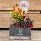 ���տ�ʪ ���ꥹ�ޥ� ������ �ﵯʪ��������ŷ �����å����٥꡼�󤻿���*�ԥå��դ� ������