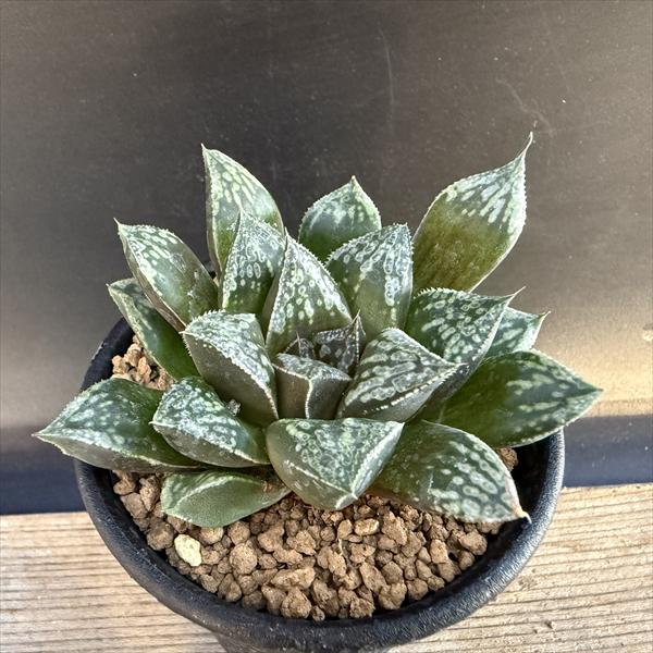 多肉植物：ハオルチア 新古都姫*幅7.5cm 現品！一品限り | サボテン