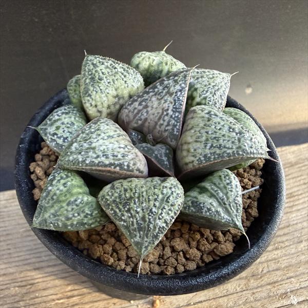 ¿����ʪ���ϥ������ �ְ�*��6.5��������ʡ����ʸ¤�