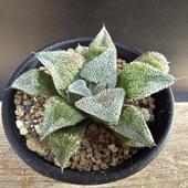 ¿����ʪ���ϥ�������� ��ӥ��������*S ��6.5���