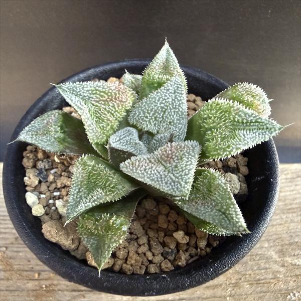 多肉植物：ハオルチア ラビアンローズ*S 幅6.5cm | サボテン＆多肉
